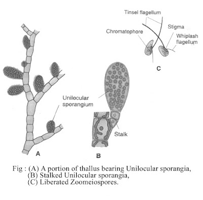 ECTOCARPUS - STRUCTURE OF VEGETATIVE BODY AND REPRODUCTION