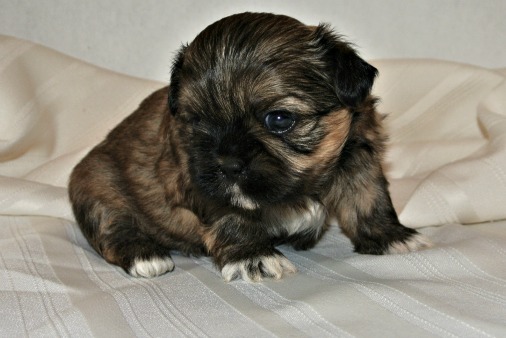 Posso da banho no filhote de shih tzu