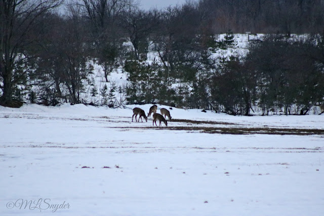 Deer