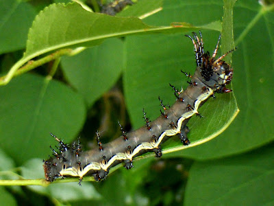 Citheronia laocoon caterpillar Citheronia laocoon caterpillar