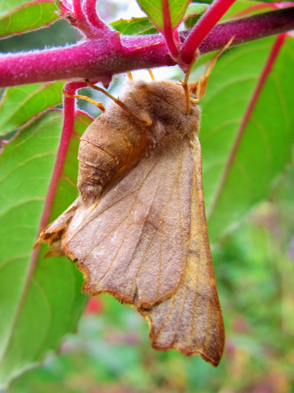 Bug Mad Girl: Autumn Moths