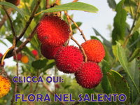 Flora nel Salento e anche altrove