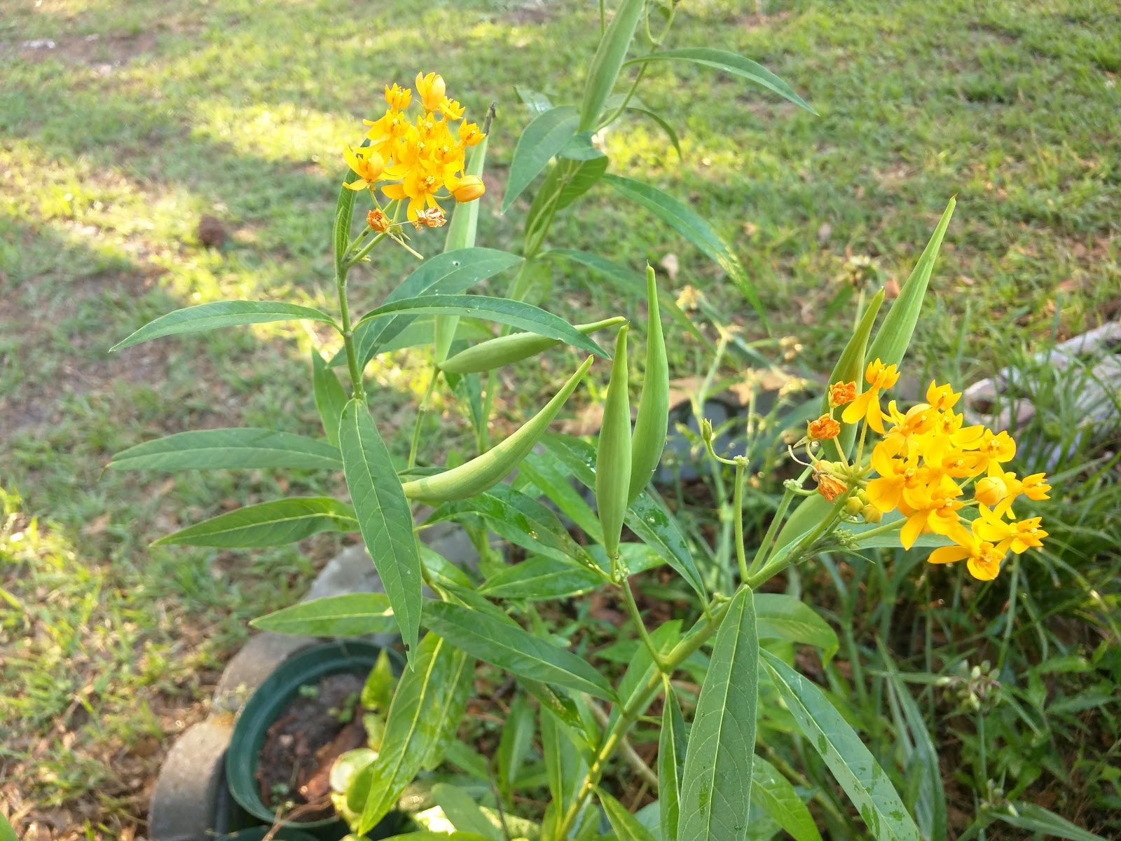 Cody's Plants Do we have Florida Native Milkweed?