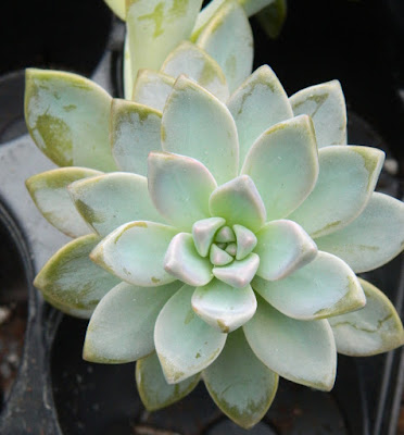 Sunnybrook McLean House greenhouse Echeveria  by garden muses-not another Toronto gardening blog