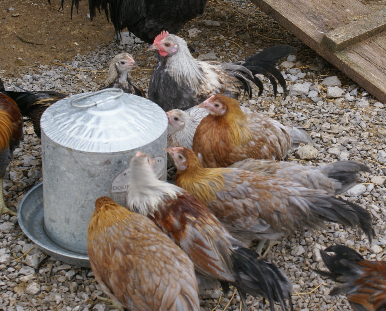 Longtail Fowl Breeding Journal Batch 1 Update