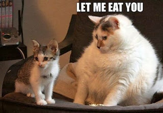 Cat Memes Photos Cat Memes Photos