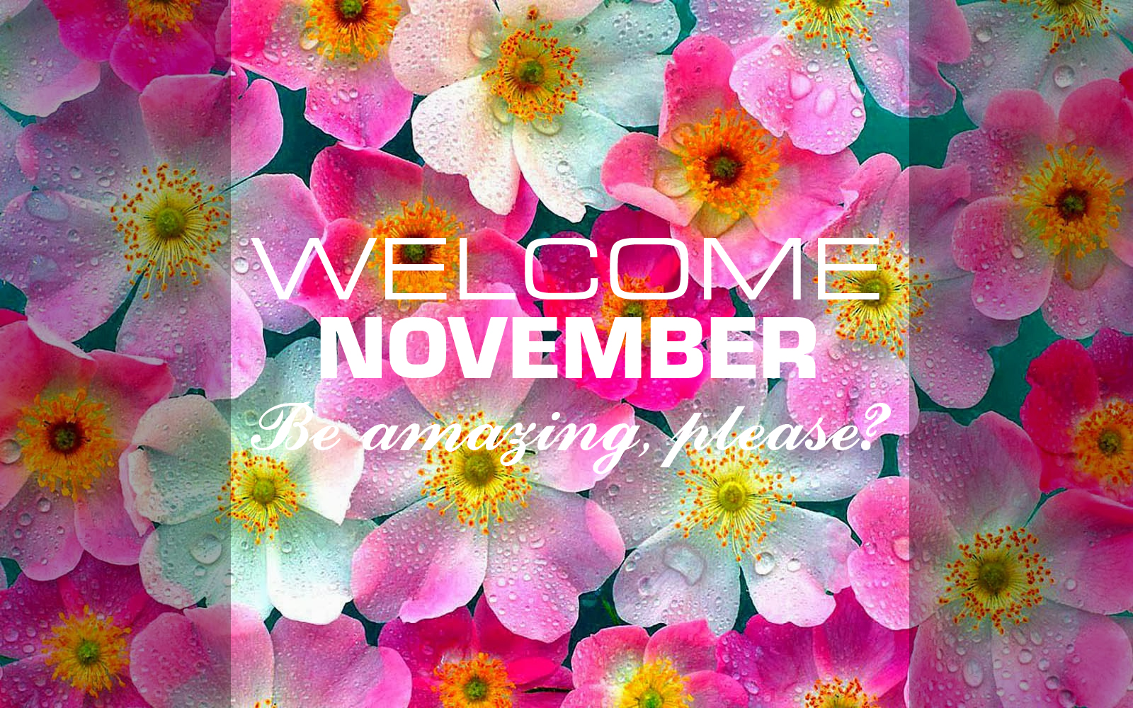 Welcome November Be Amazing, Please? - Kochie Frog