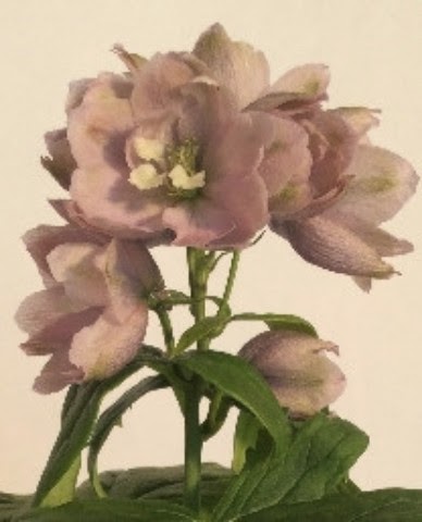 Delphinium Magic Fountain. Cherry Blossom 2ltr