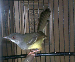 pakan pleci dan ciblek pakan pleci dan ciblek, pakan pleci, pakan ciblek