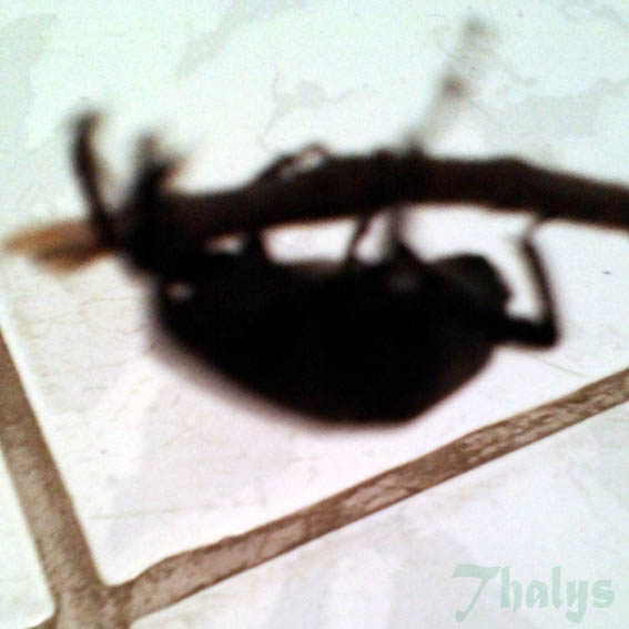 Insetologia Identificação de insetos Broca do Olho do Coqueiro no Espírito Santo Insetologia Identificação de insetos Broca do Olho do Coqueiro no Espírito Santo