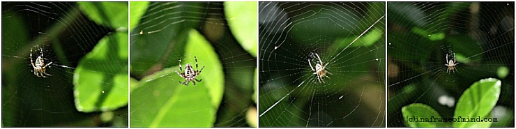 orb weaver