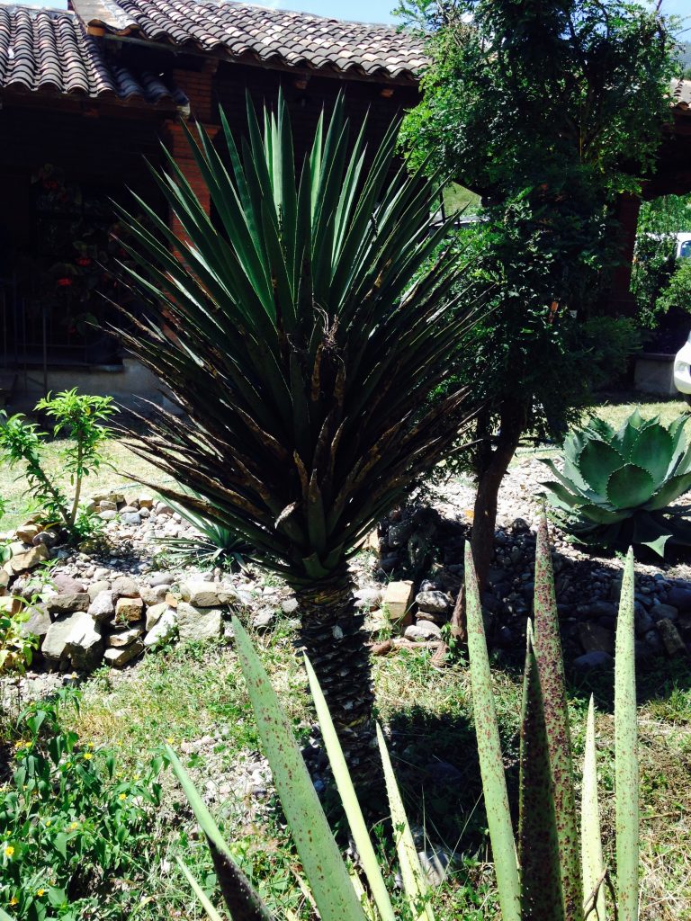 Conoce las 9 Especies de Agaves