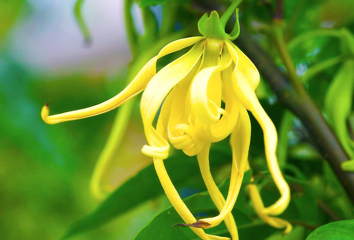 MANUAIS DE CULTIVO PLANTAMUNDO YLANG YLANG Cananga odorata