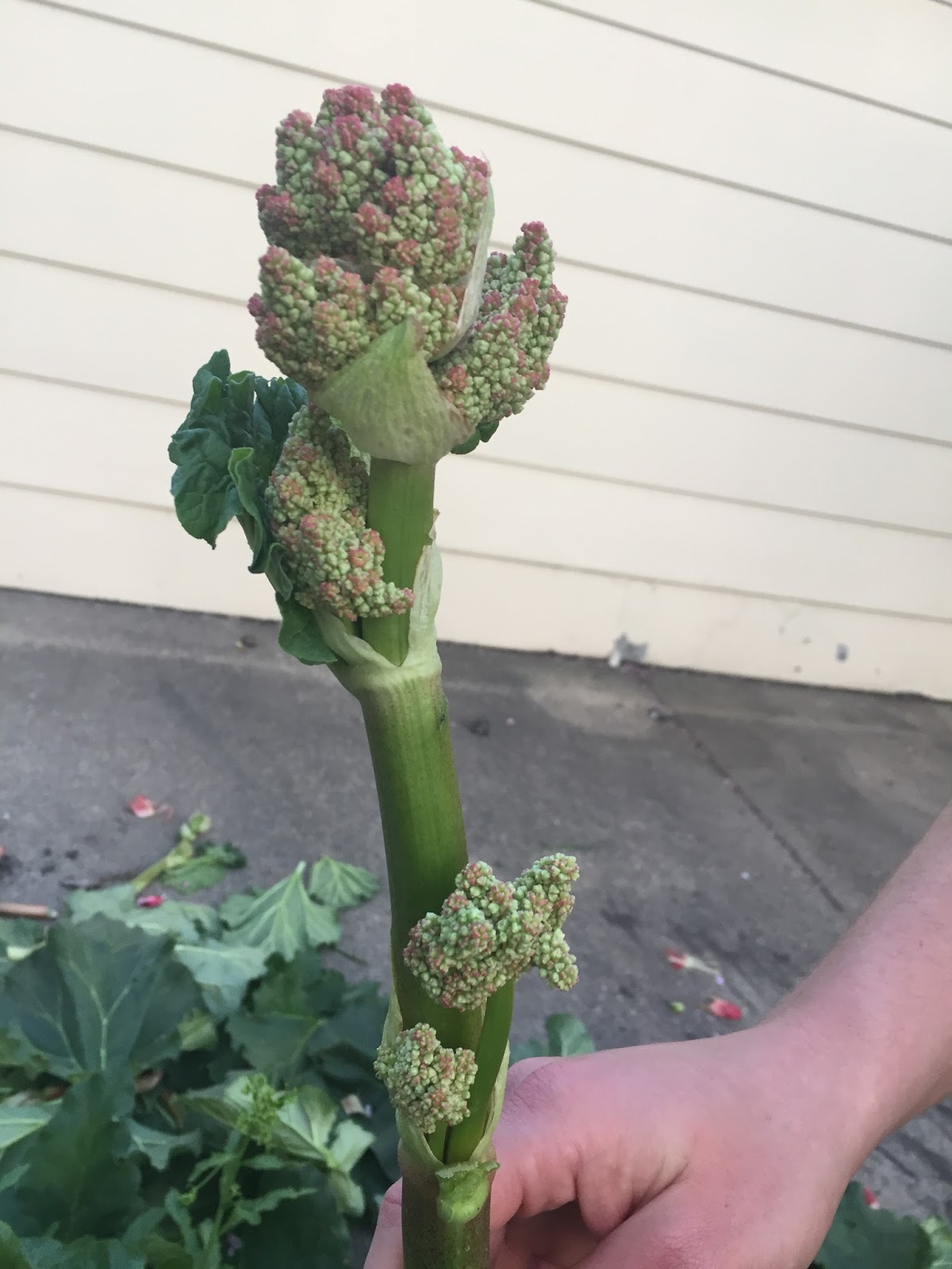 Rhubarb Harvesting and What to do When Rhubarb Goes to Seed