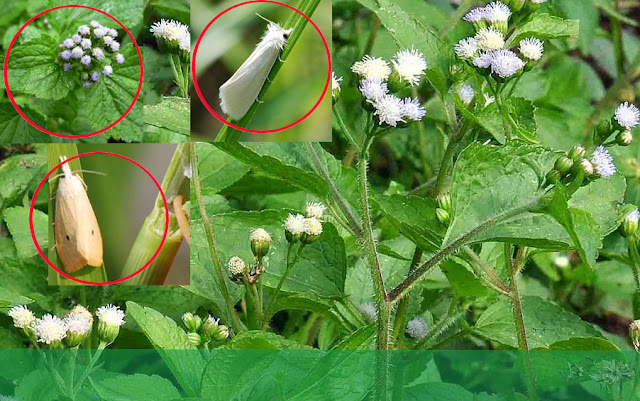 Rumput Babadotan  Untuk Campuran Alami Obat Penggerek Batang 