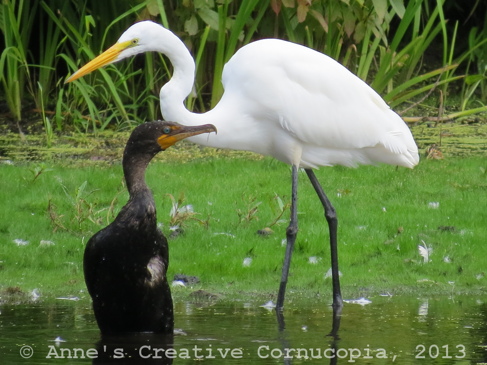 Anne's Creative Cornucopia Great Egret and Doublecrested Cormorant