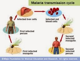 CONTOH MAKALAH PENYEBAB PENYAKIT MALARIA (PLASMODIUM) OLEH 