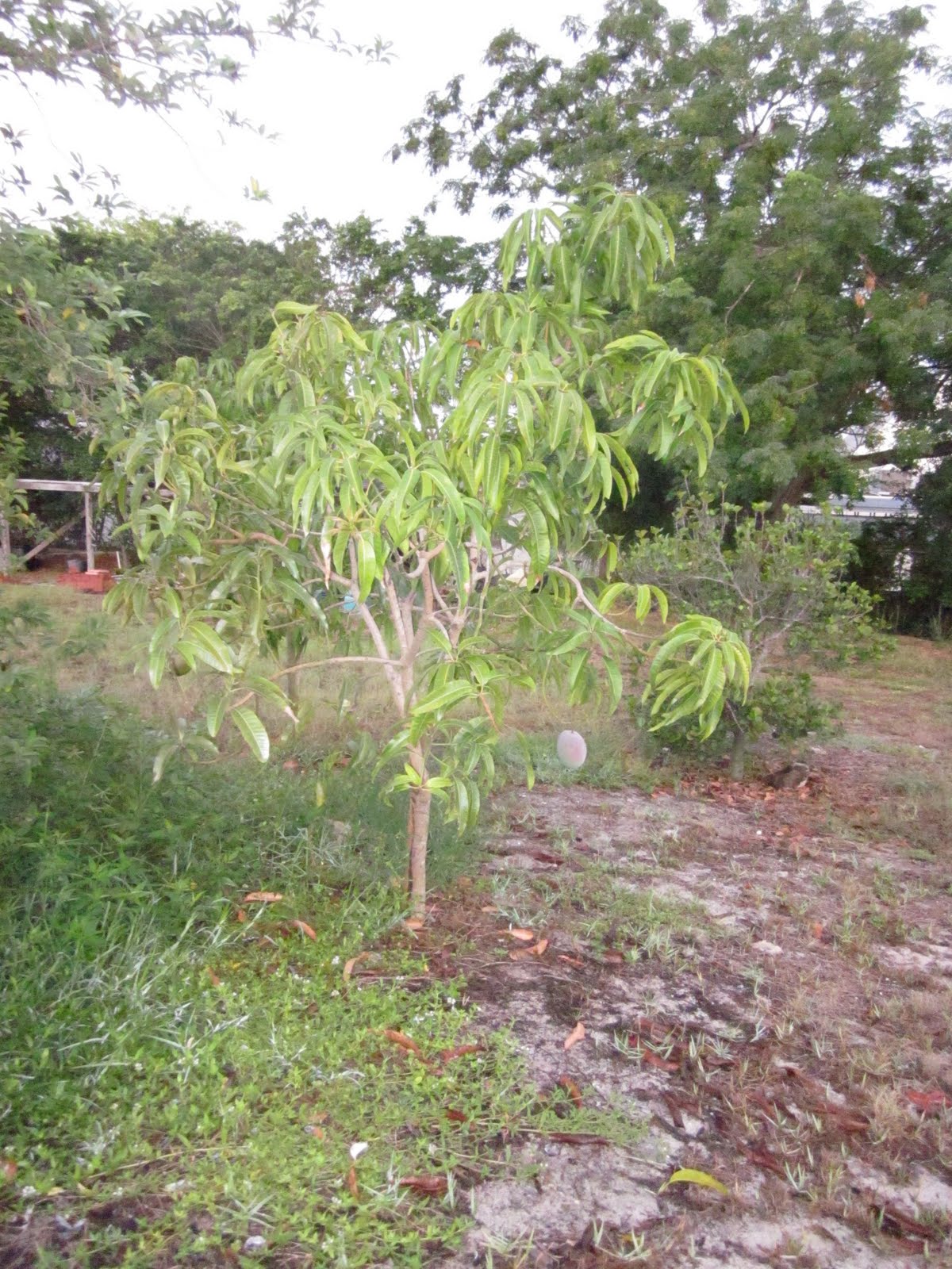 mango tree pruner