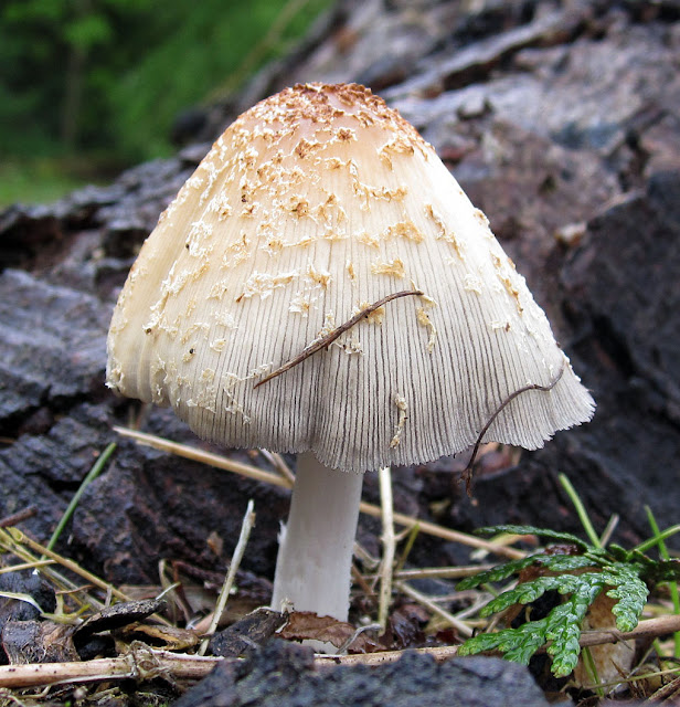 Coprinus species.  Fungus.  Goddington Park, 28 April 2012.