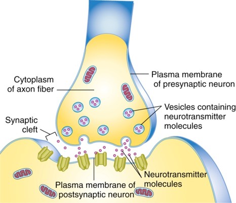A&P: chapter 8 Nervous System