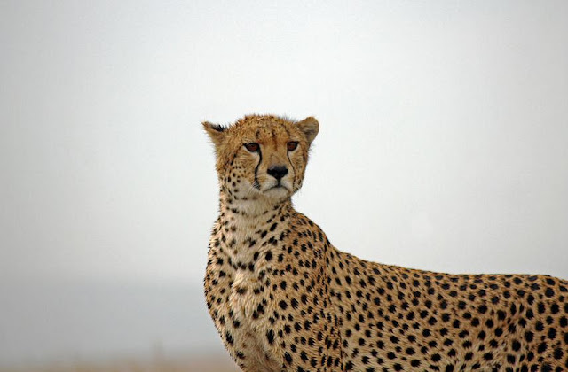 Cheetah in the Serengeti. Buy prints of a Cheetah in the Serengeti.
