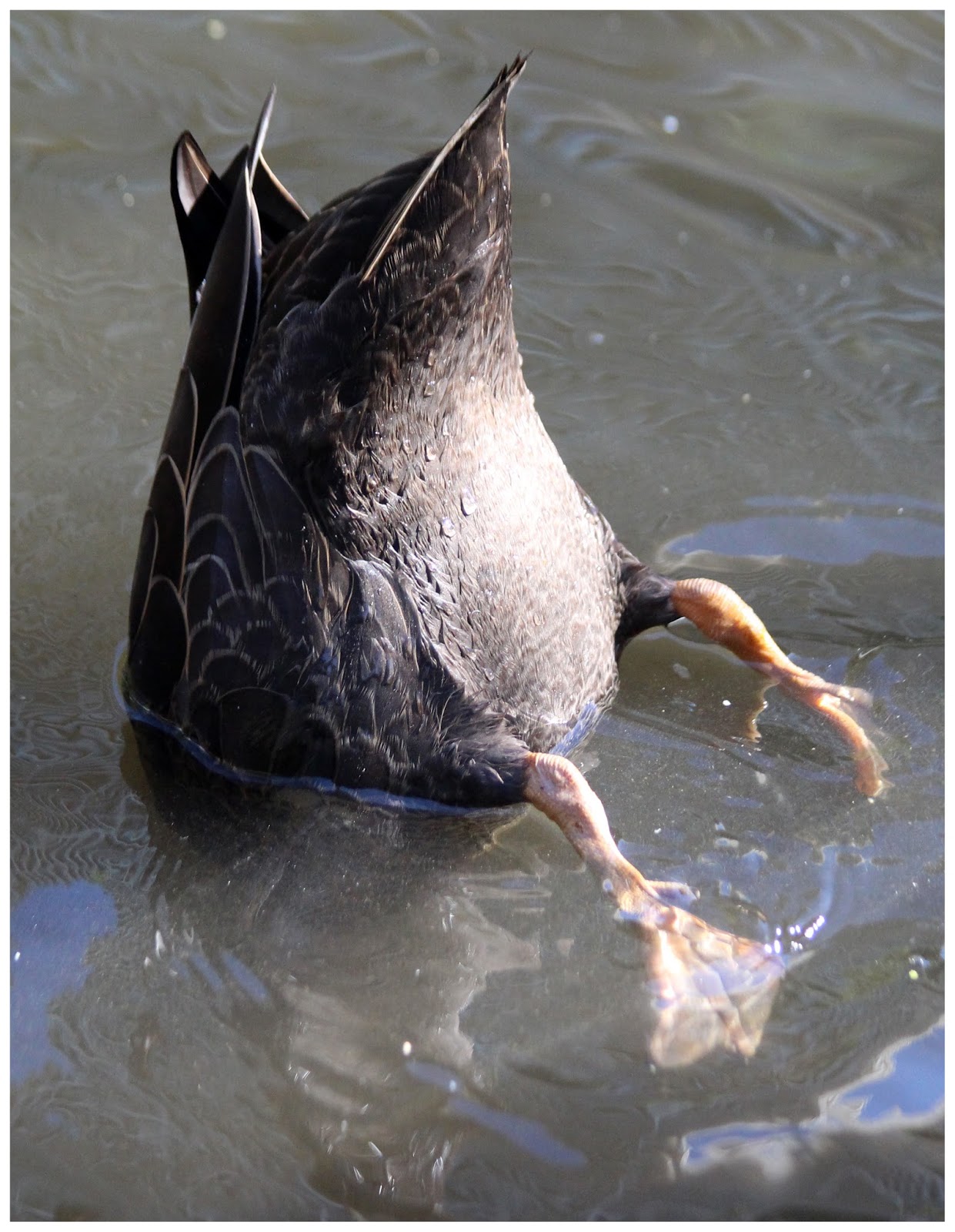 Susan snaps a project 365 July 6. Day 187. Head down. Bum up