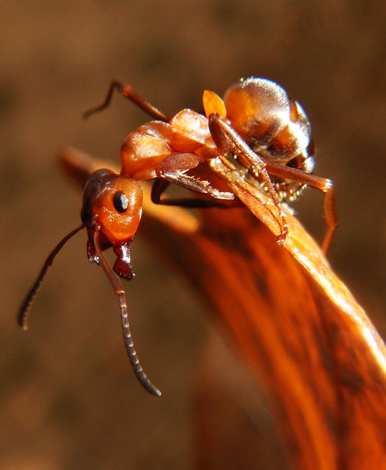 Picture of an ant up close.