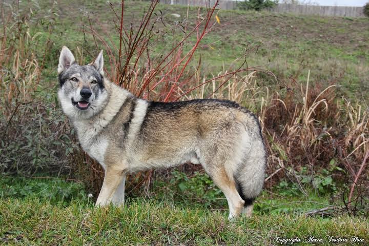 Utonagan - 'Spirit of the wolf': Zeus - Czechoslovakian wolfdog
