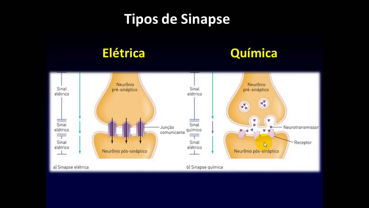 Sistema Nervoso Potenciais e Sinapses Sistema Nervoso Potenciais e Sinapses