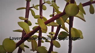hojas-portulacaria-afra hojas-portulacaria-afra