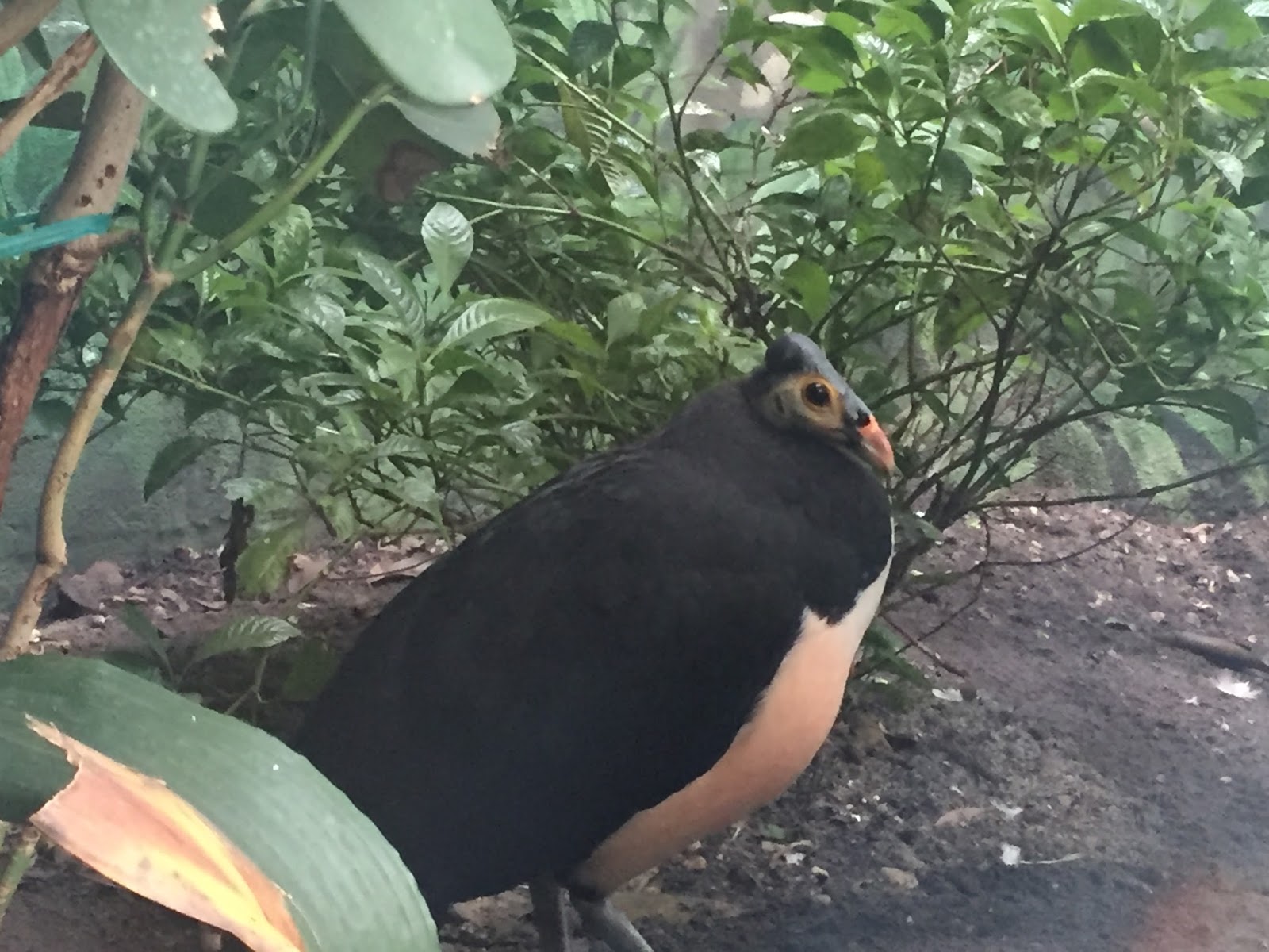 Earth on the Wing: Exploring the World of Birds at the Bronx Zoo