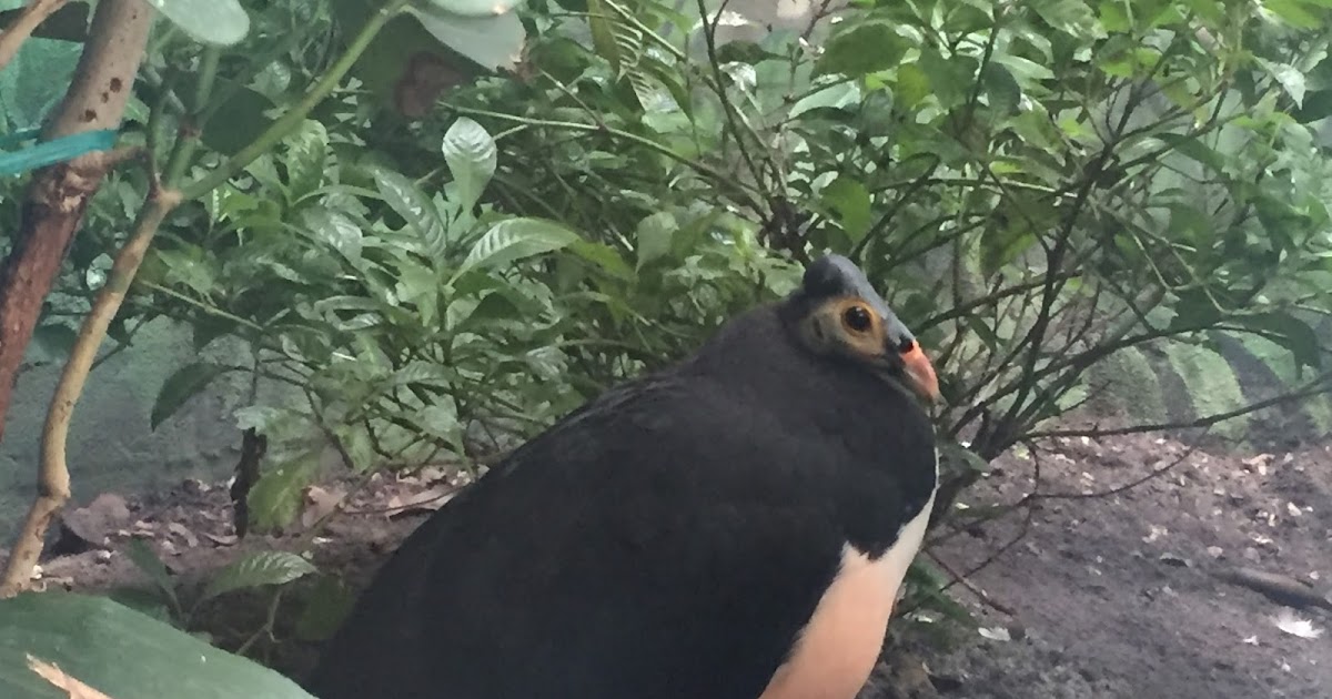 Earth on the Wing: Exploring the World of Birds at the Bronx Zoo
