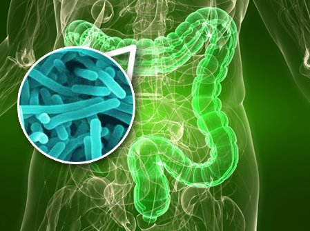 cum să obțineți bacterii intestinale de slăbire