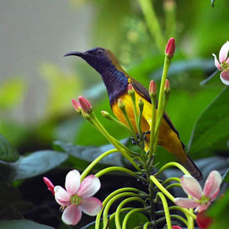 Olive-backed Sunbird