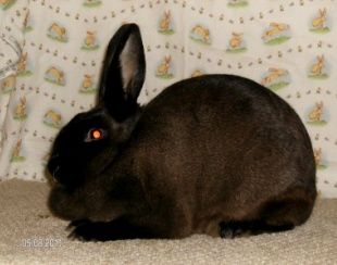 cara berternak kelinci: the types of rabbit