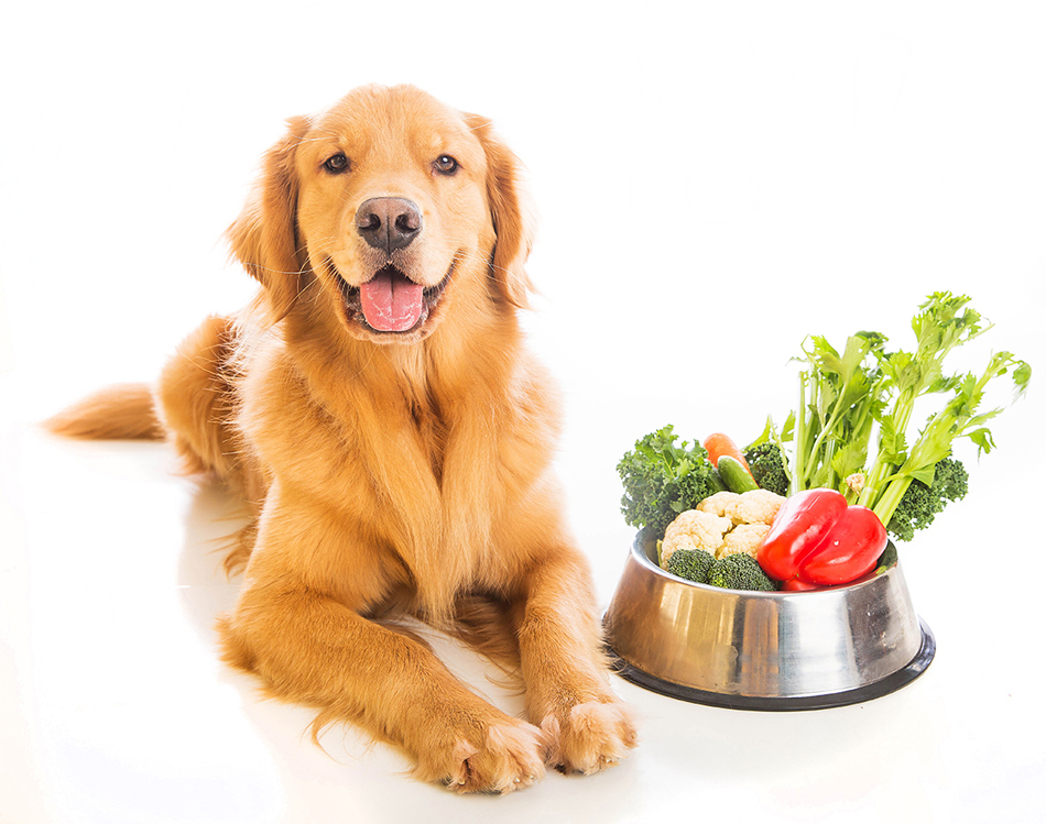 The Raw Truth on Raw Dog Food Diets Australian Dog Lover