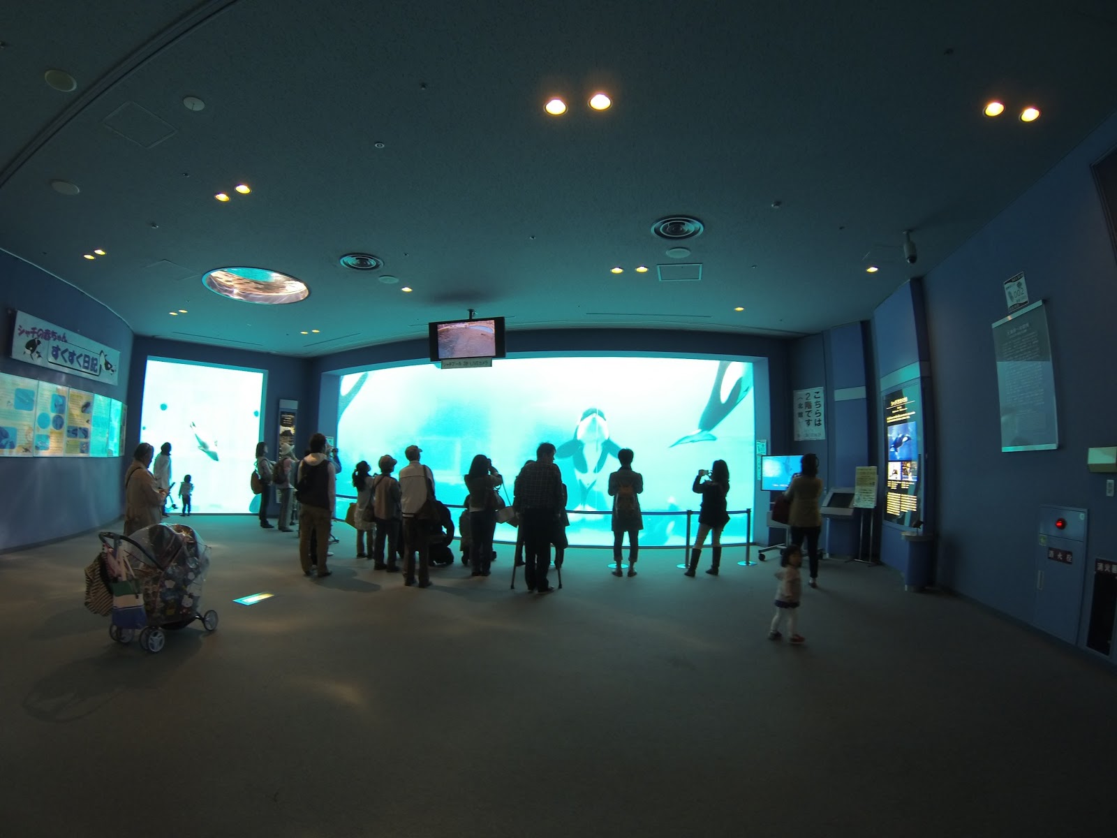 Victoria In Japan Land Baby Orca at the Aquarium