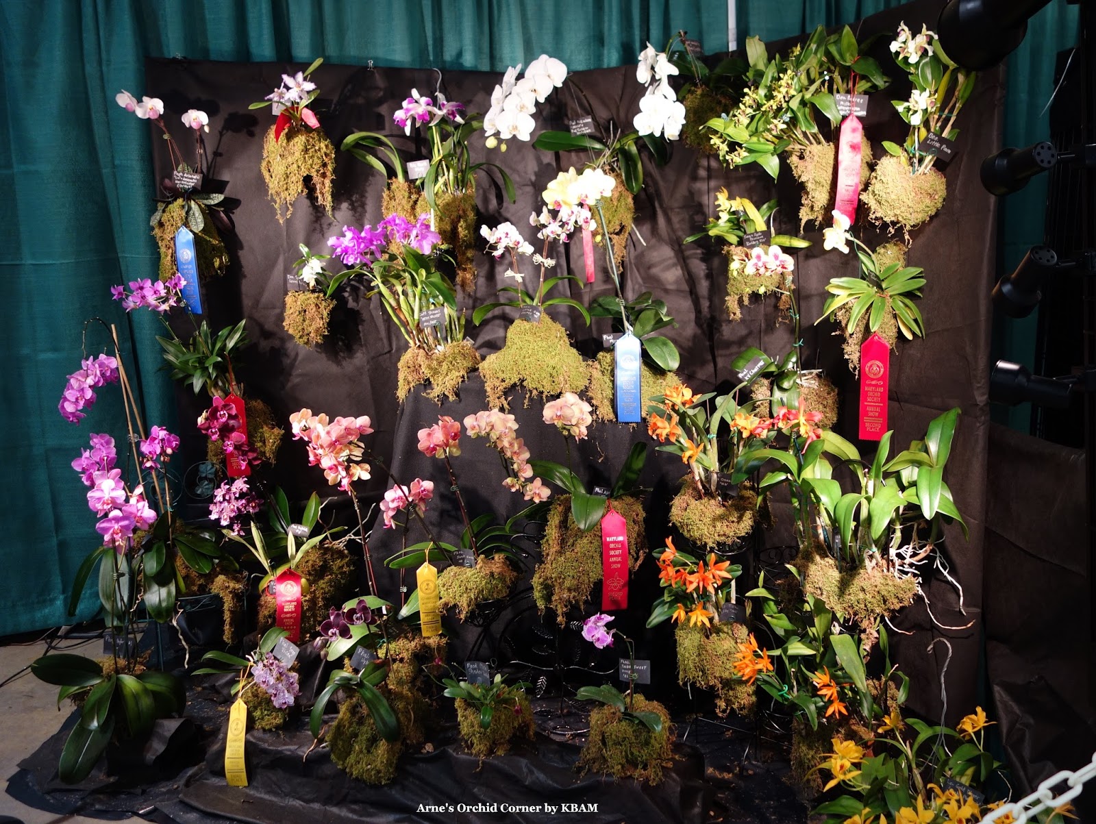Arne's Orchid Corner Arne's Orchids at the Maryland Orchid Show 2017