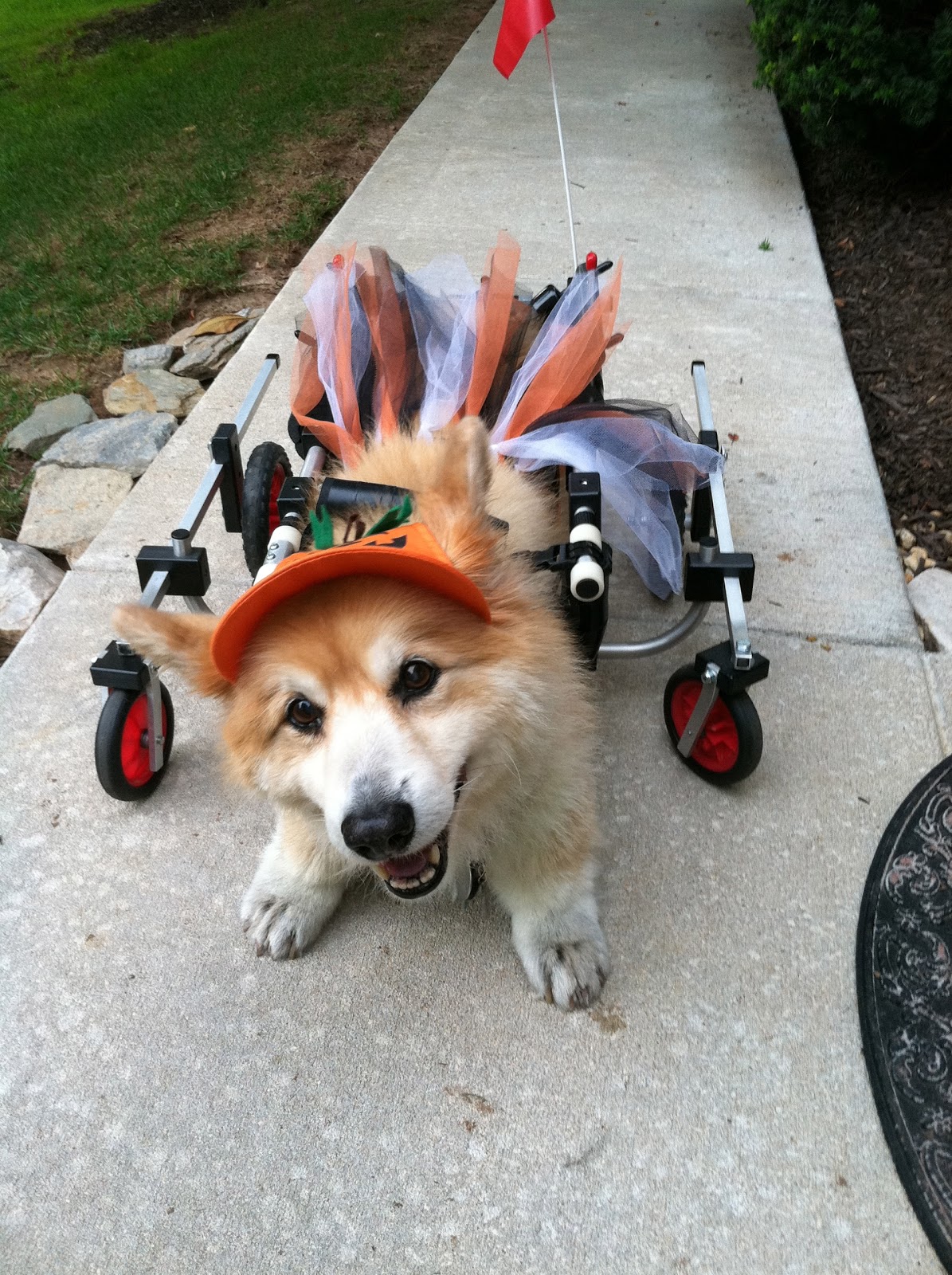 Llyr a Welsh with DM For those who may be hesitant to get a cart