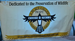 prey birds rescue called hope place killingworth surrounding towns focus ct