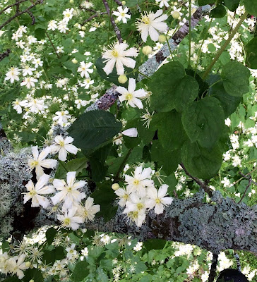 Clematis Paul Farges Clematis Summersnow
