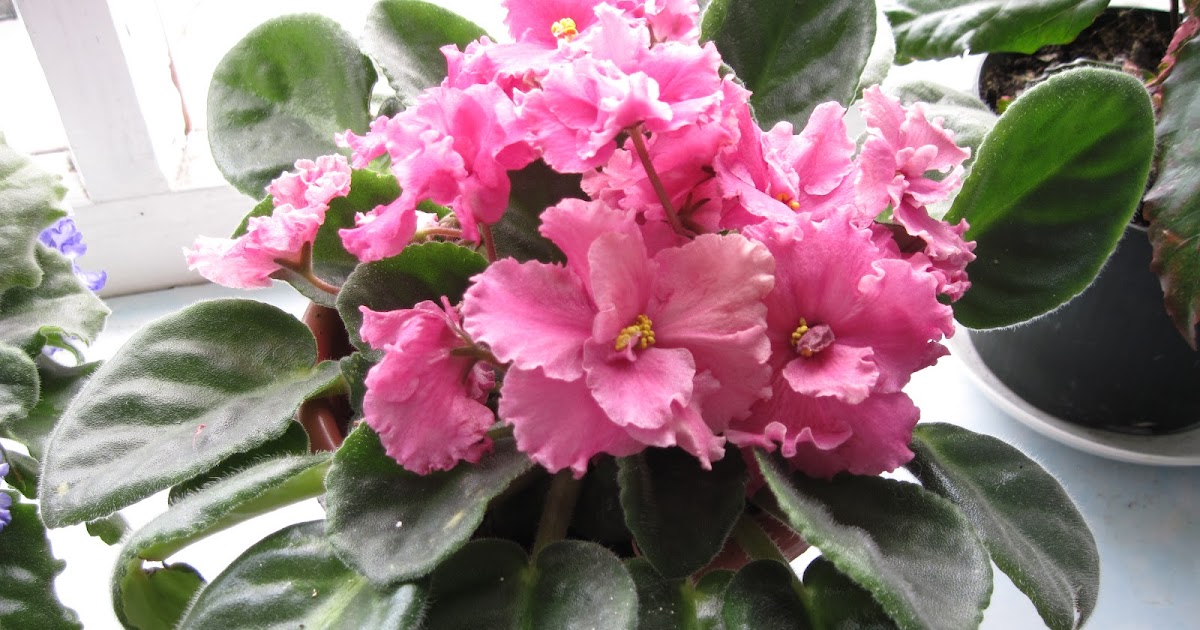 условия для фиалки комнатной. фиалка saintpaulia mini. фиалка маджента. фиалки с ложковидными листьями. сенполия купить.