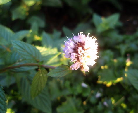 menta piperita cultivada en flor