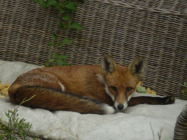 Amazing Fox Facts in Hindi Amazing Fox Facts in Hindi