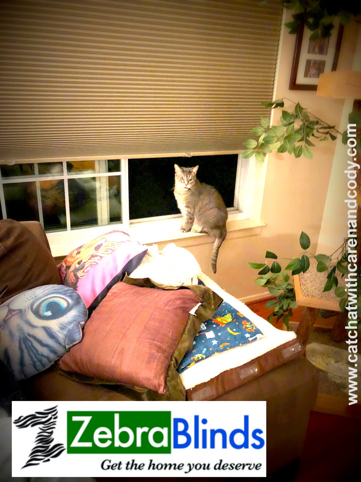Cat Chat With Caren And Cody Affordable High Quality Window I Can T Tell You How Cringe When See Photos Of Cats Lounging In Windows With Improper Window Treatments By Am Speaking
