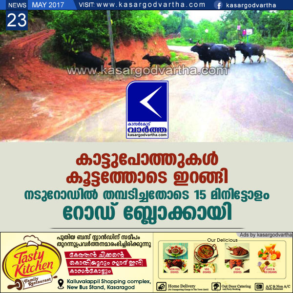 Kasaragod, Perla, Kerala, Road, Traffic-block, Natives, Buffaloes, Bus, Horn, Vehicles, Forest, Buffaloes block road.