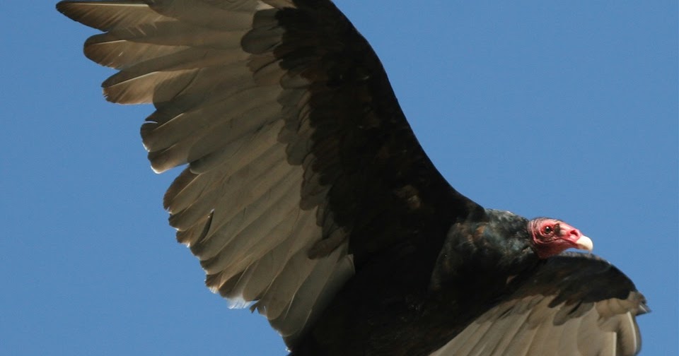 Solve bird problems using humane bird deterrents for pest bird control