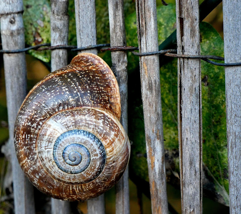 nitideces-de-miguel-espirales-y-barras