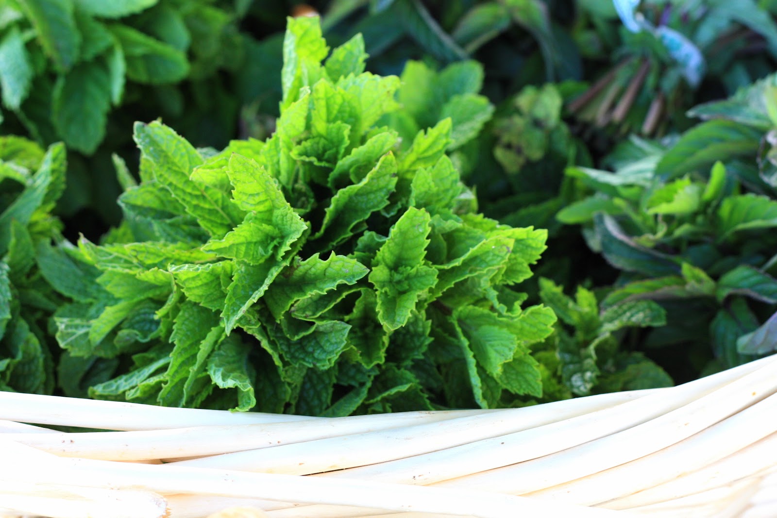Fresh Local and Best Peas and Pea Shoots with Spring Onions and Mint