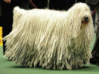 Top 10 Anjing Penjaga Terbaik Di Dunia Top Rangking 10